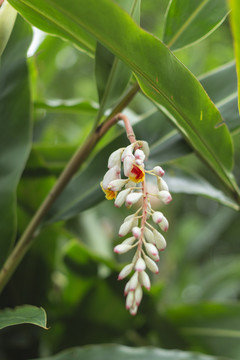 沙仁花