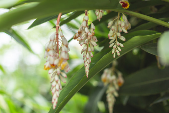 沙仁花