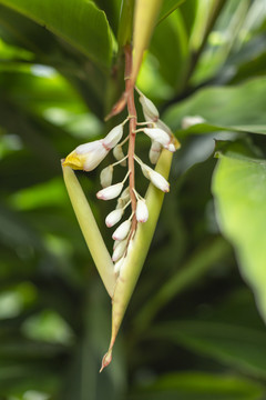 沙仁花