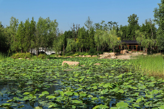 夏至小暑