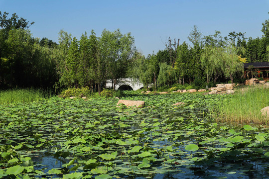 夏至小暑