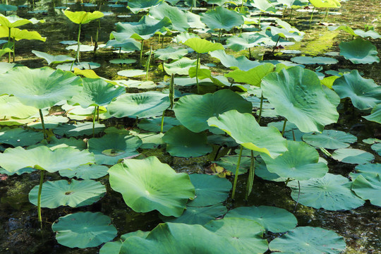 夏至小暑荷塘