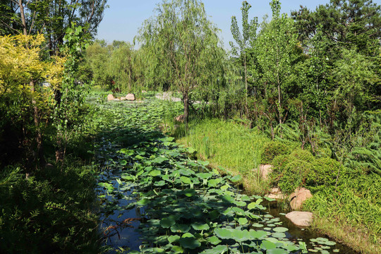 夏至小暑