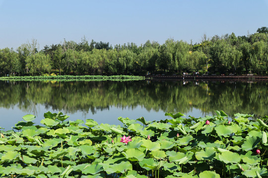 夏至小暑