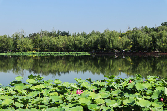 夏至小暑