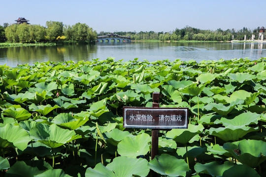 夏至小暑