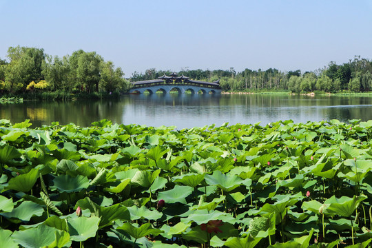 夏至小暑