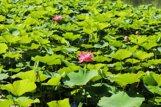 夏至小暑