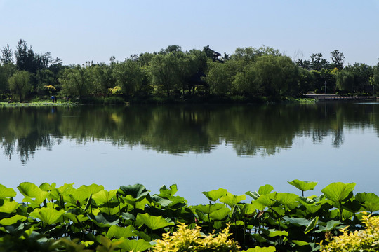 夏至小暑