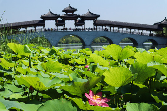 夏至小暑