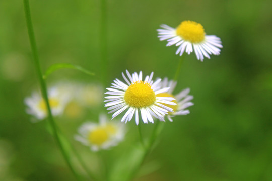 太阳花