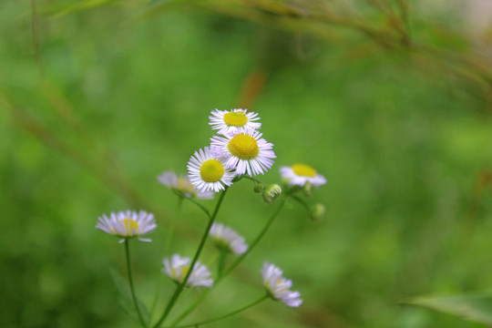 小山菊