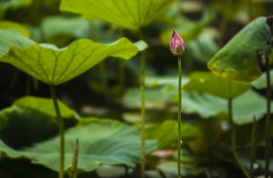 小荷