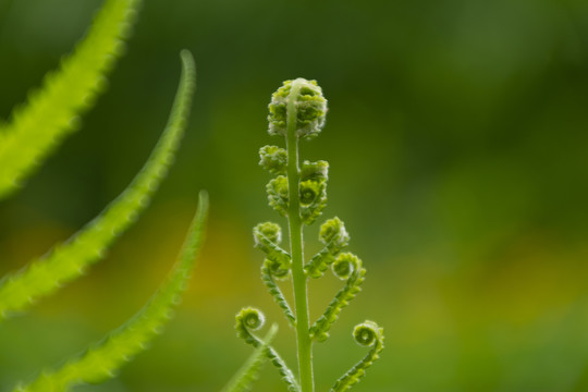 野草