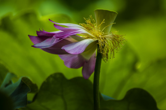 荷花