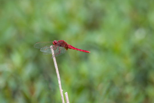 红蜻蜓