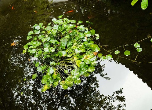 金钱草