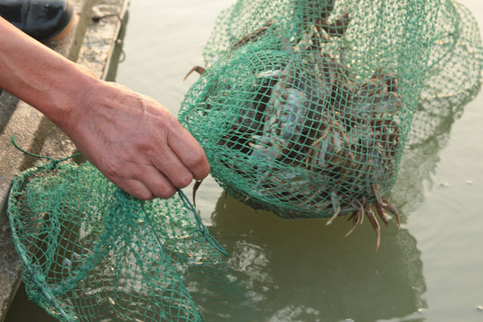 大闸蟹捕捞实拍