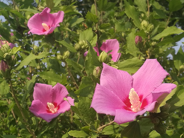 木槿花