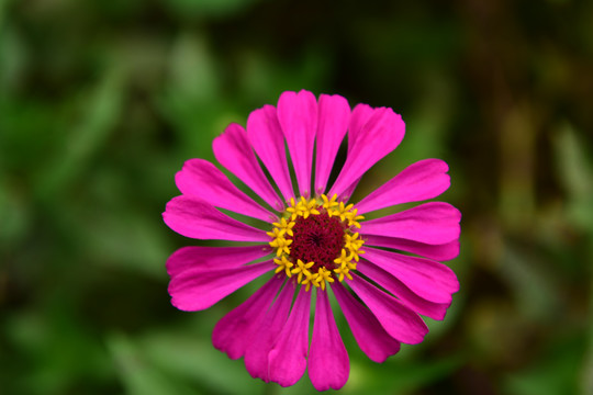 花卉雏菊