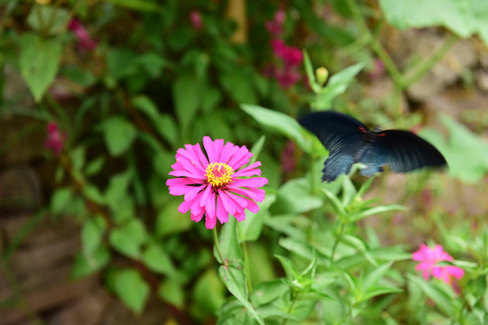 花卉雏菊