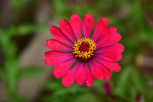 花卉雏菊