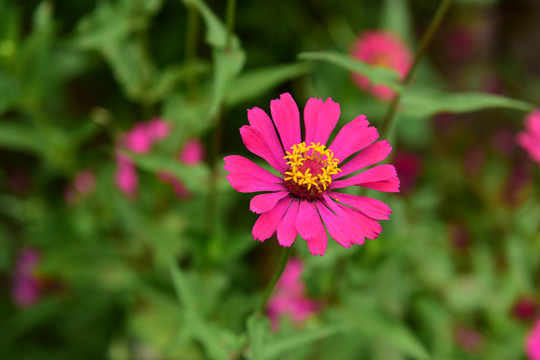 花卉雏菊