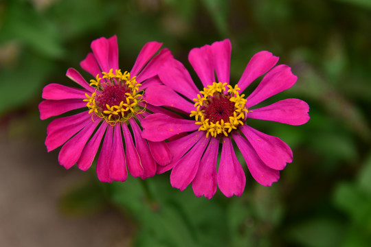 花卉雏菊