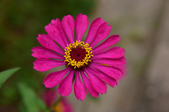 花卉雏菊