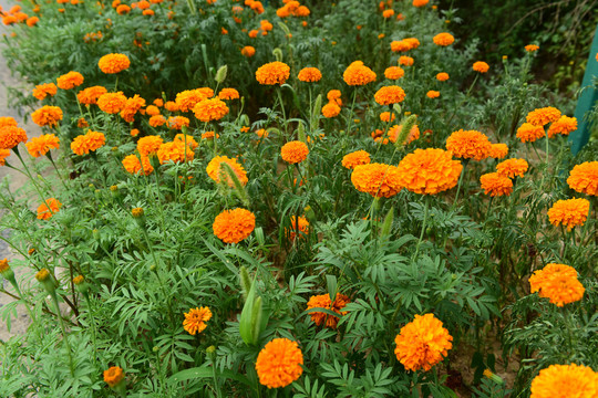 菊花花卉背景