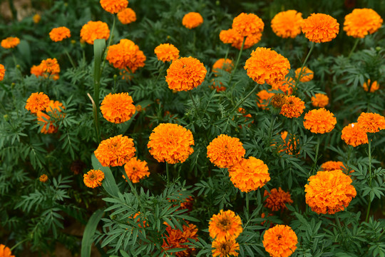 菊花花卉背景