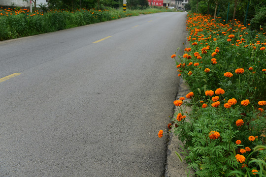 菊花植物花卉背景