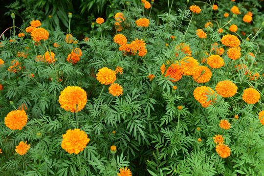 菊花植物花卉背景