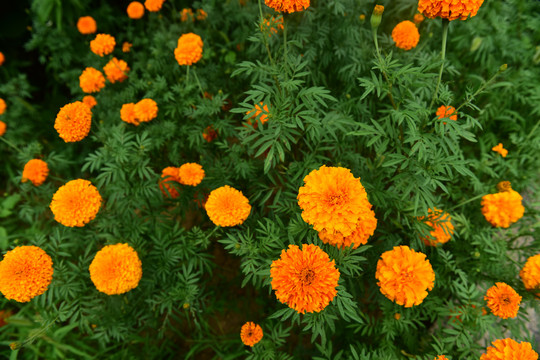 菊花植物花卉背景