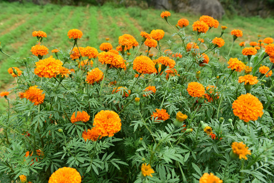 菊花植物花卉背景