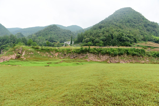 放牧田园田野