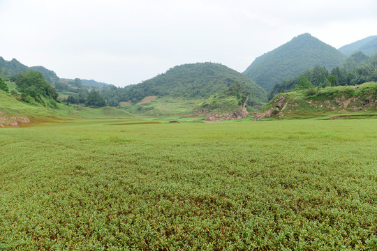 草甸草地放牧