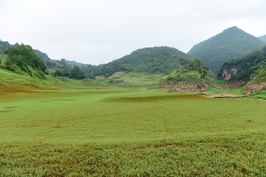 草甸草地放牧