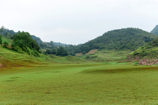 草甸草地放牧