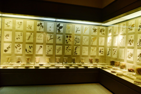 中药材展厅博物馆