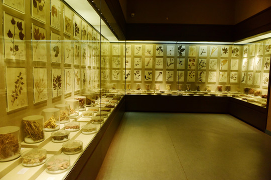 中药材展厅博物馆