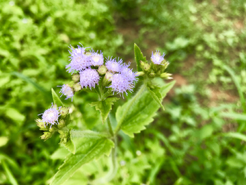 野花