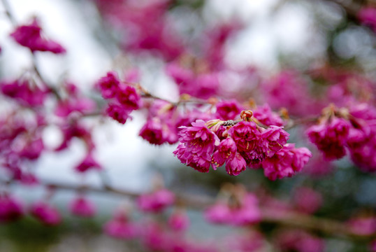 漳平永福樱花