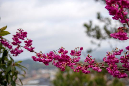 漳平永福樱花