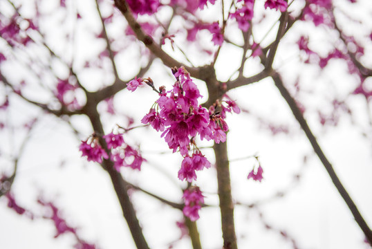 樱花