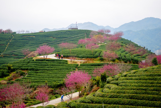 永福樱花茶园