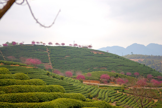 永福樱花茶园