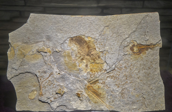 奇异环足虾化石