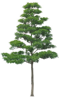 樹木喬木