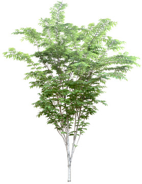 樹(shù)木